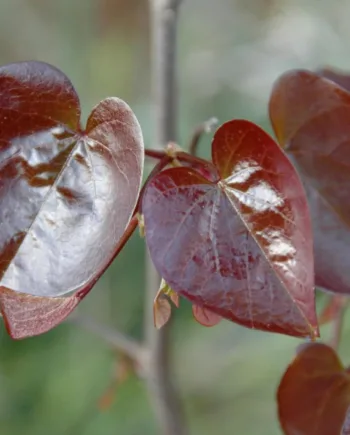 Judastræ Cercis Canadensis Merlot 175 200