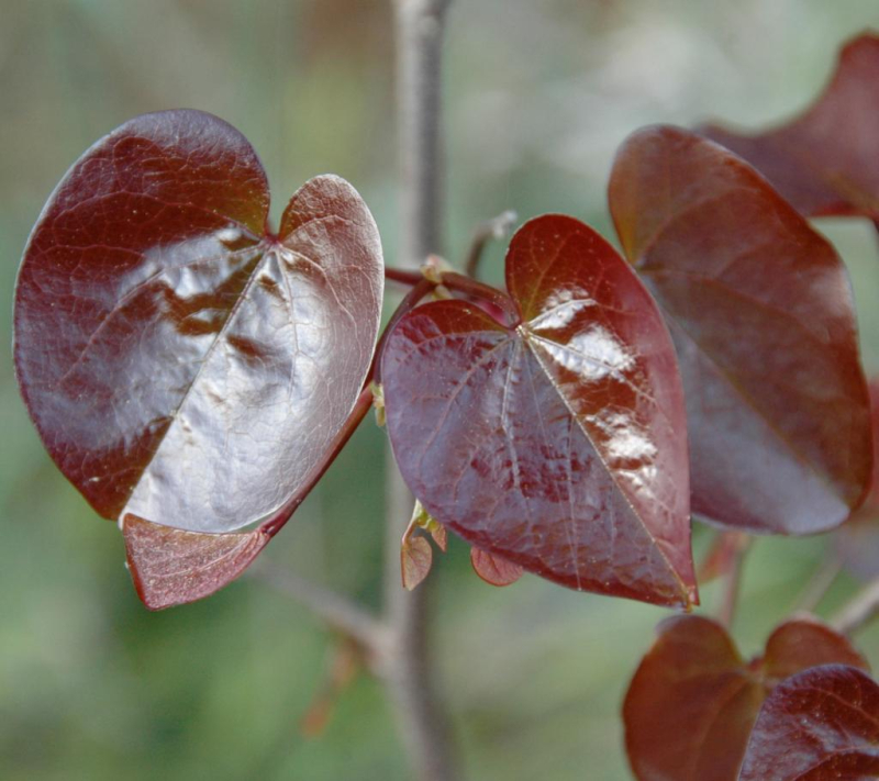 Judastræ Cercis Canadensis Merlot 175 200